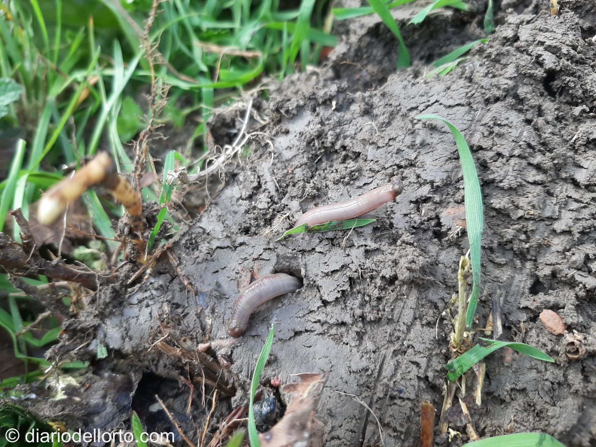 Il primo contatto con l’orto primaverile