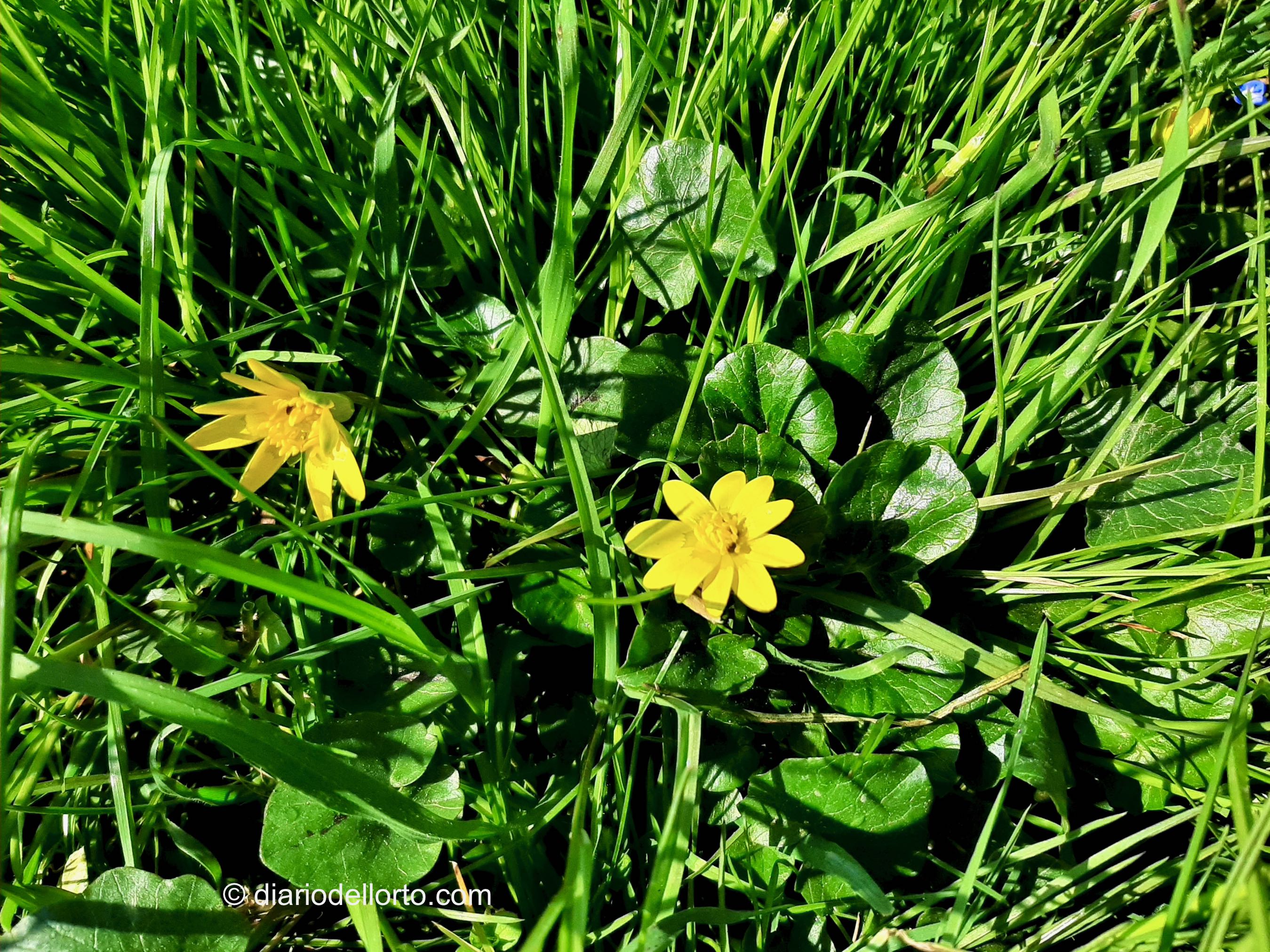 Ficaria verna (ranuncolo favagello)
