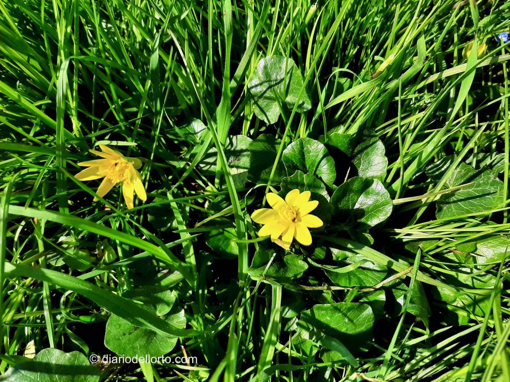 ficaria verna ranuncolo favagello