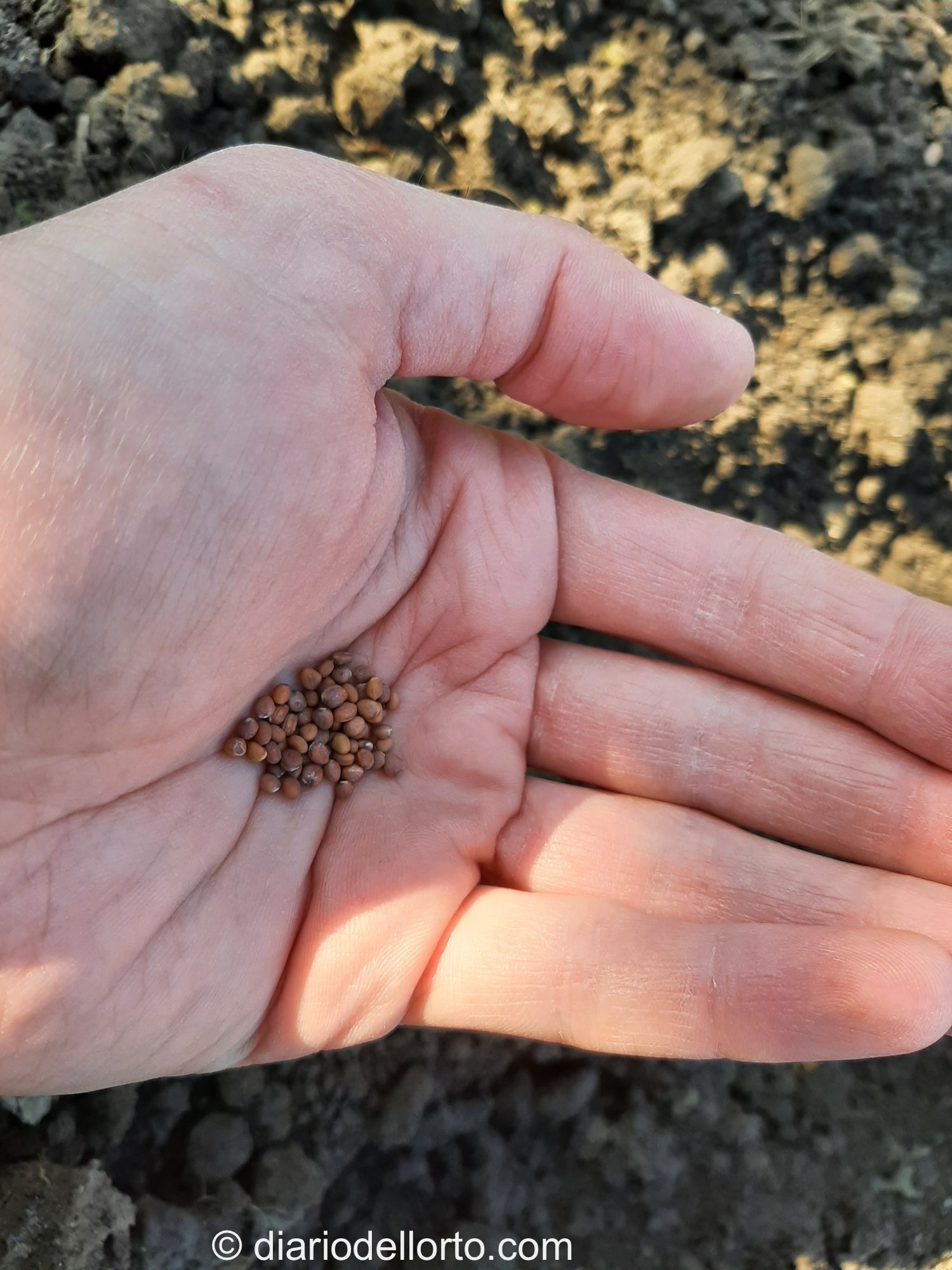 Semine precoci: ravanelli e lattuga da taglio