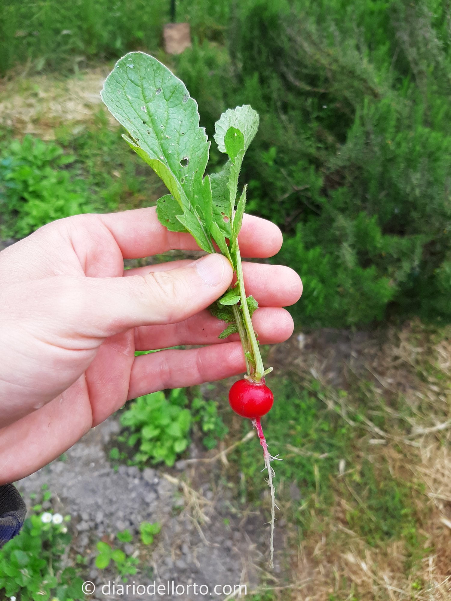 Ravanelli rossi: come coltivarli nell’orto