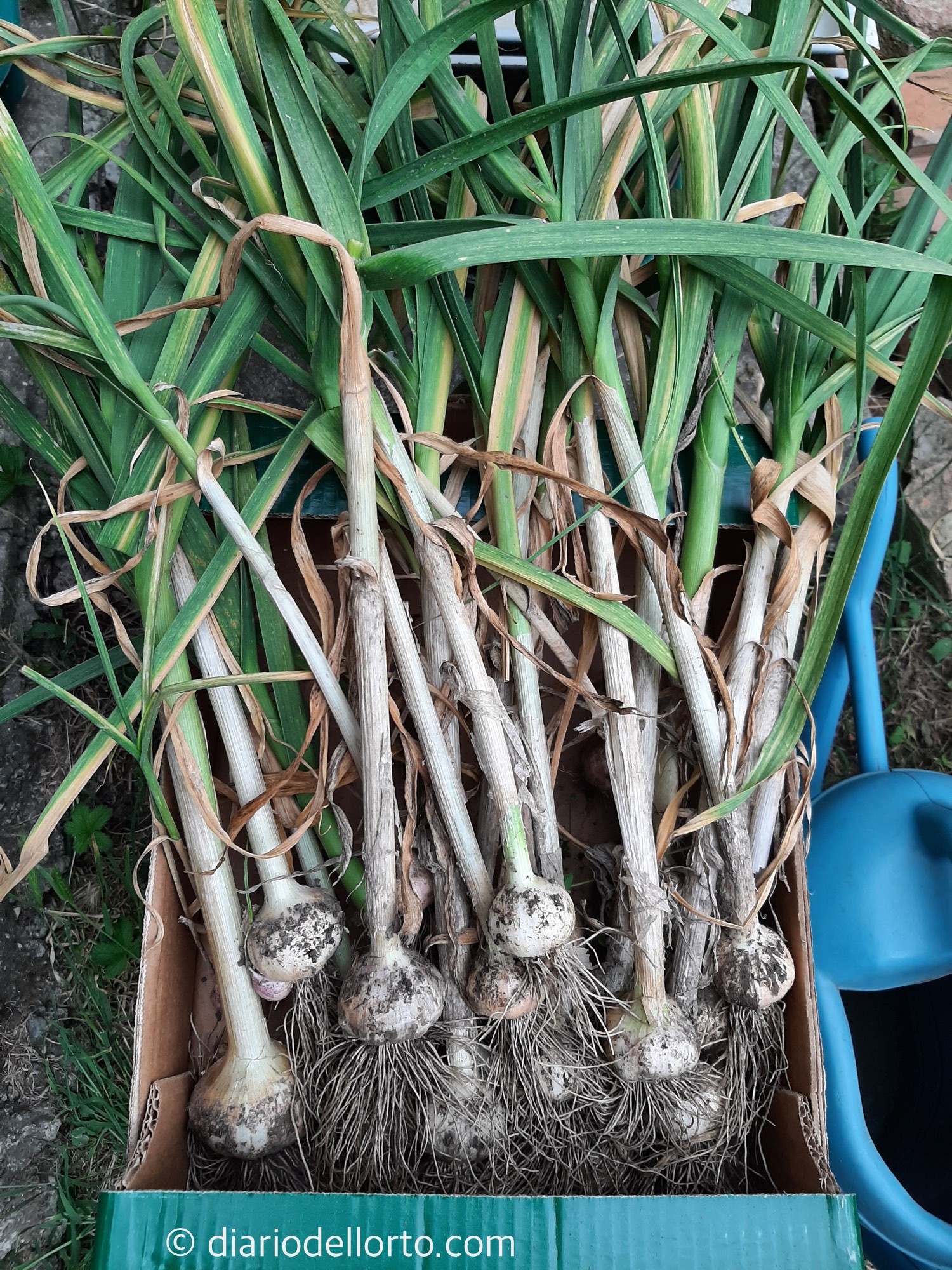 Come coltivare l’aglio