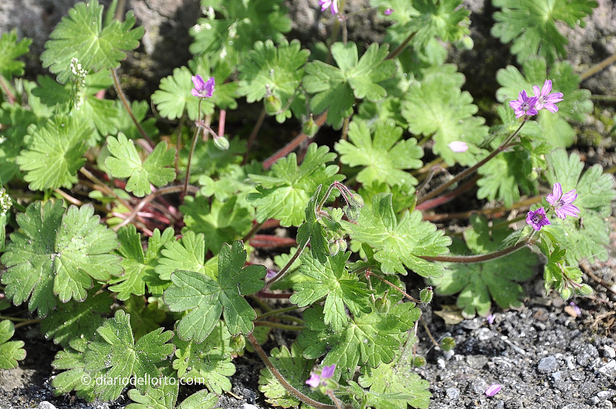 Il Geranio minore (Geranium pusillum)