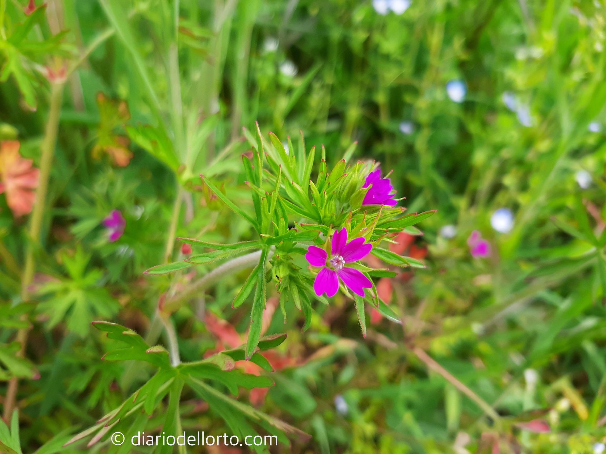 Geranium dissectum: un altro geranio selvatico