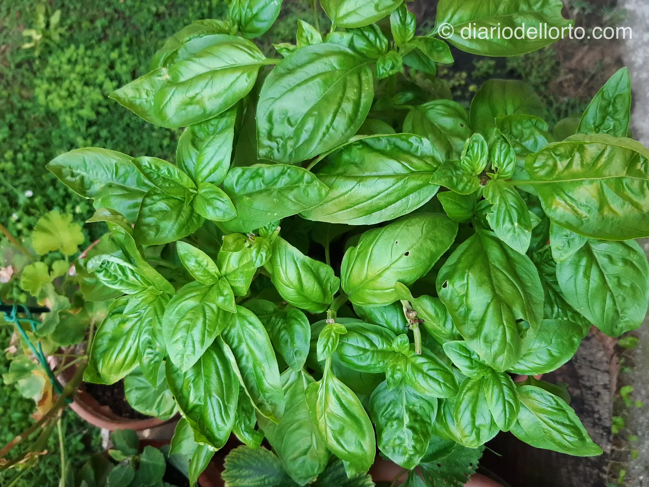 Come coltivare il basilico in vaso
