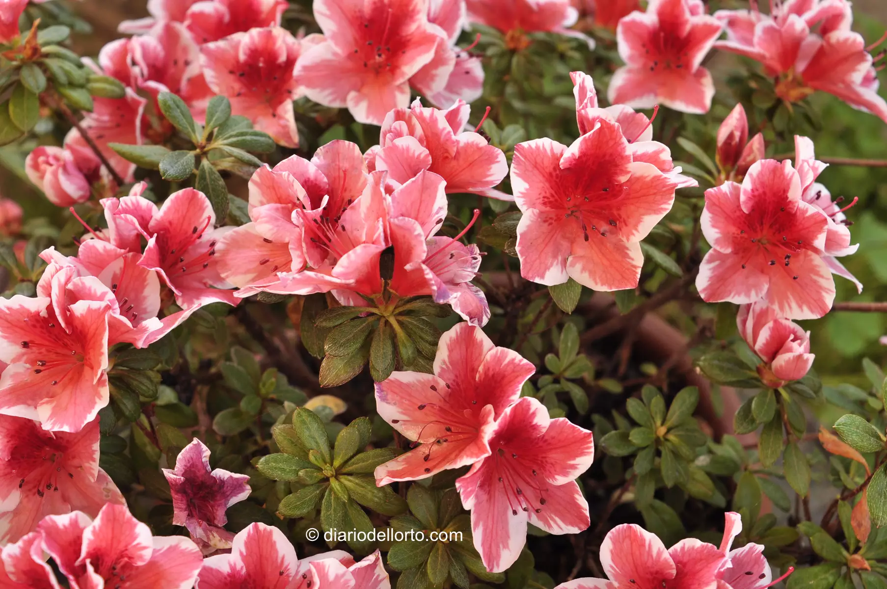 Guida completa all’azalea: come coltivare e curare la regina dei giardini fioriti