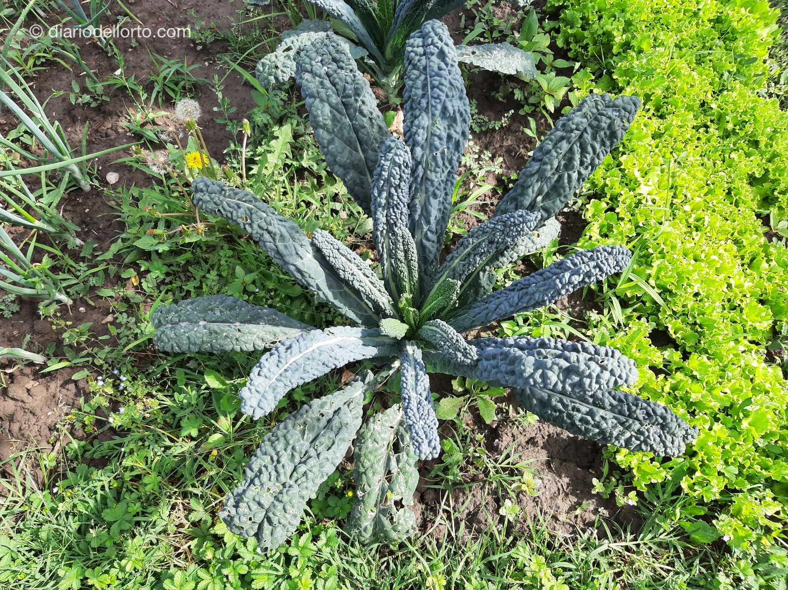 Cavolo nero toscano: guida alla coltivazione, trapianto e usi in cucina